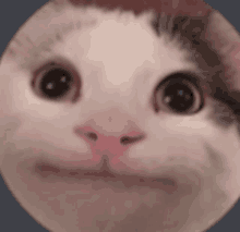 a close up of a cat 's face in a circle with a blurry background .