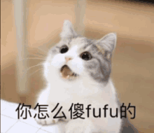 a gray and white cat with its mouth open says fufu in chinese