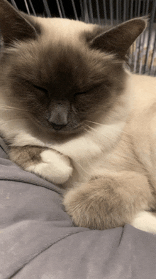 a cat laying down with its eyes closed on a blanket