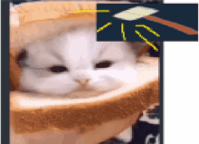 a cat is laying on a piece of bread with butter on it 's head