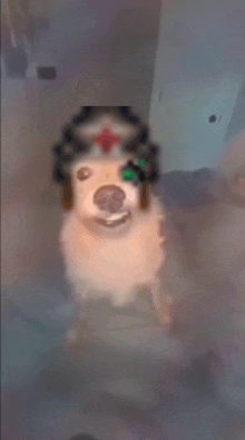 a blurry picture of a dog wearing a military hat