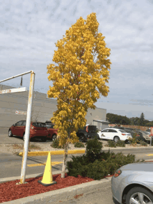 a tree with yellow leaves is in a parking lot with cars