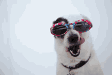 a close up of a dog wearing sunglasses with a white background