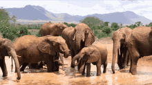 a herd of elephants standing in a muddy field with mountains in the background and the word elephant on the bottom