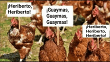 a group of chickens are holding up signs that say heriberto