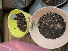 three bowls of soil with one labeled basil and the other labeled clarified