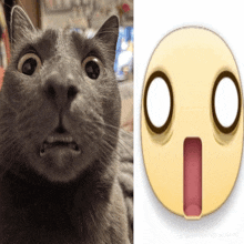 a picture of a cat next to a picture of an emoji face