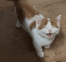 a brown and white cat is smiling with its eyes closed and its mouth open