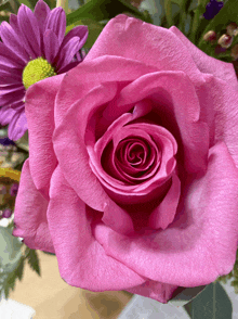 a close up of a pink rose with a purple flower behind it