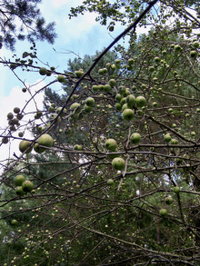 a tree with many green apples on it