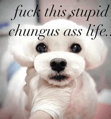 a small white dog with the words " fuck this stupid chungus ass life " behind it