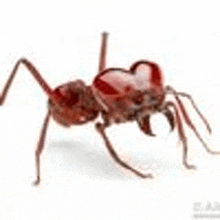 a close up of a red ant with a heart on its head on a white background .