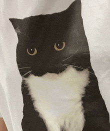 a black and white cat with yellow eyes is sitting on a white cloth and looking at the camera .