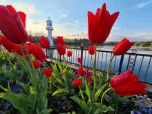 a clock tower is visible in the background of a garden of red flowers