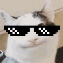 a close up of a cat wearing sunglasses with a pixelated face