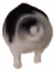 a black and white cat with a cone around its neck is standing on a white background .