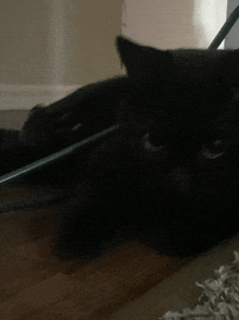 a black cat is laying on the floor with a green stick