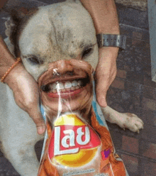 a dog is holding a bag of lay chips