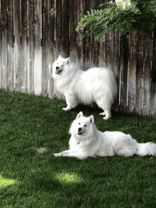 two white dogs are standing and laying in the grass near a wooden fence