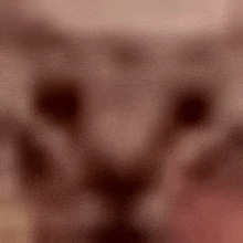 a close up of a cat 's face with a blurry background