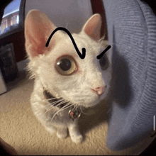 a white cat with a black arrow drawn on its forehead