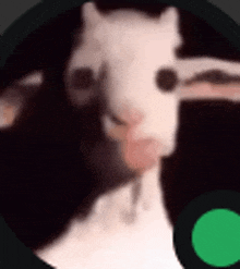 a close up of a goat 's face in a circle with a green circle around it .