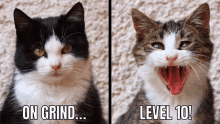 a black and white cat with the words on grind and level 10