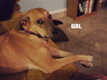 a dog laying on a couch with the word girl written on the bottom right