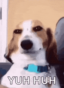 a brown and white dog with a blue collar is sitting on a couch and making a funny face .