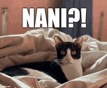 a black and white cat is laying on a bed under a blanket with the words " nani " above it