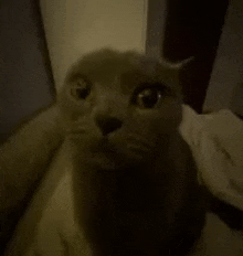 a close up of a cat sitting on a bed looking at the camera .