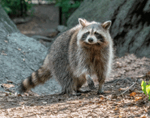 a raccoon standing on a dirt path with a tree in the background