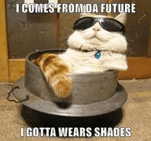 a cat is sitting in a pot wearing sunglasses .