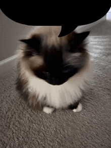 a fluffy cat with a speech bubble above it