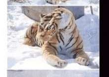 a stuffed tiger is laying in the snow