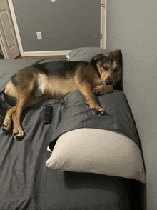 a dog laying on a bed next to a pillow