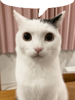 a close up of a white cat with a speech bubble above it