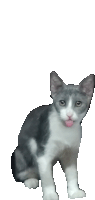 a gray and white cat sticking its tongue out on a white background