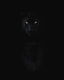 a close up of a black panther with yellow eyes in the dark