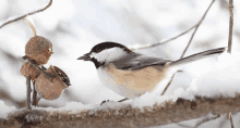 a small bird perched on a snow covered branch looking at an acorn