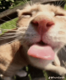 a close up of a cat 's face with its tongue sticking out