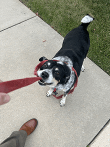 a black and white dog on a leash looking up at a person