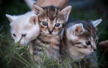 three kittens are playing in the grass and one of them is white