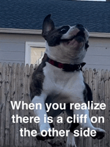 a dog jumping in the air with a caption that says when you realize there is a cliff on the other side