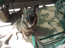 a german shepherd dog sitting on a patio next to a chair