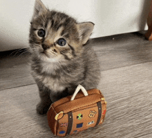 a kitten is sitting next to a small brown bag with a white handle