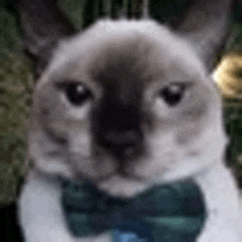 a close up of a cat wearing a green bow tie .