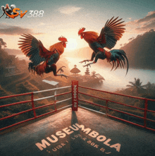 two roosters are fighting in a boxing ring with the words museummbola on the ground