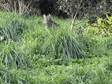 a cat is laying in the grass looking at something