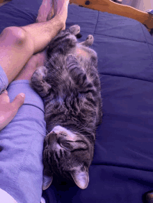 a cat laying on its back on a bed